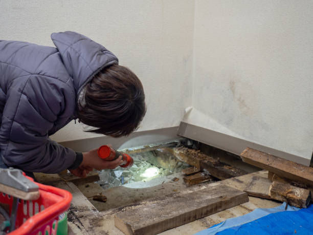 Environmental Consulting for Mold Prevention in Warden, WA