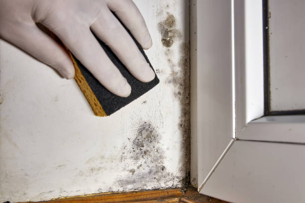 Reliable Warden, WA Mold Removal Solutions